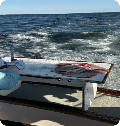 The back of a boat on open water.